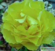 Роза Лимонад (Lemonade)