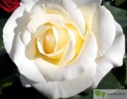 Роза Снежный вальс (Schneewalzer)