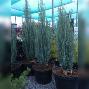 Можжевельник Блу Эрроу (Juniperus scopulorum Blue Arrow)