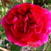 Роза Четырех ветров (Rose des 4 Vents)