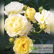 Роза Жёлтая фея (YellowFairy)