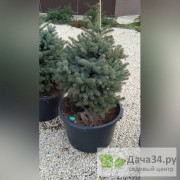 Ель колючая голубая Глаука (Picea pungens Glauca) 
