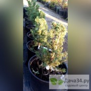 ЕЛЬ ГЛАУКА КОНИКА (Picea glauca Conica)