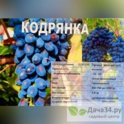 Виноград Кодрянка